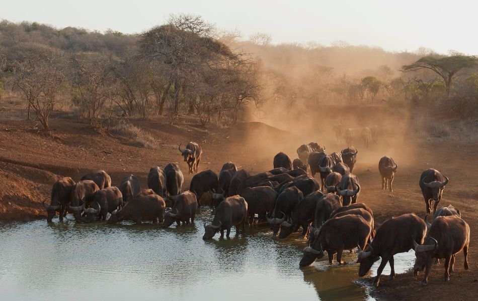 The Buffalo in Native American Spirituality