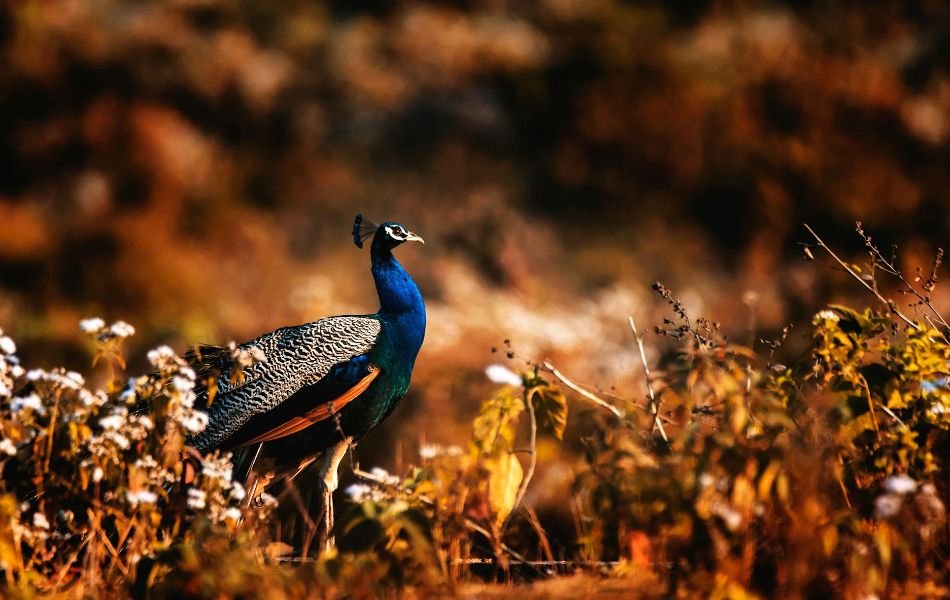 The Peacock as a Symbol of Beauty and Uniqueness