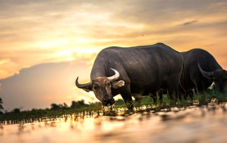 The Spiritual Meaning of Buffalo Strength, Abundance, and Resilience