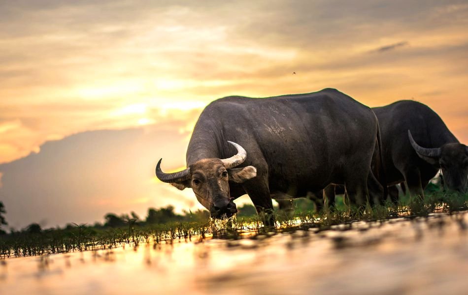 The Spiritual Meaning of Buffalo Strength, Abundance, and Resilience