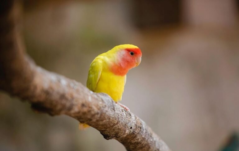 The Spiritual Meaning of Lovebirds A Symbol of Unity and Love