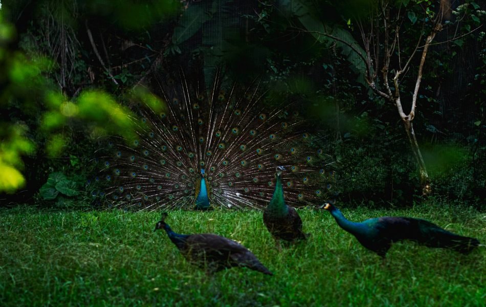 The Spiritual Meaning of Peacock A Symbol of Beauty and Transformation