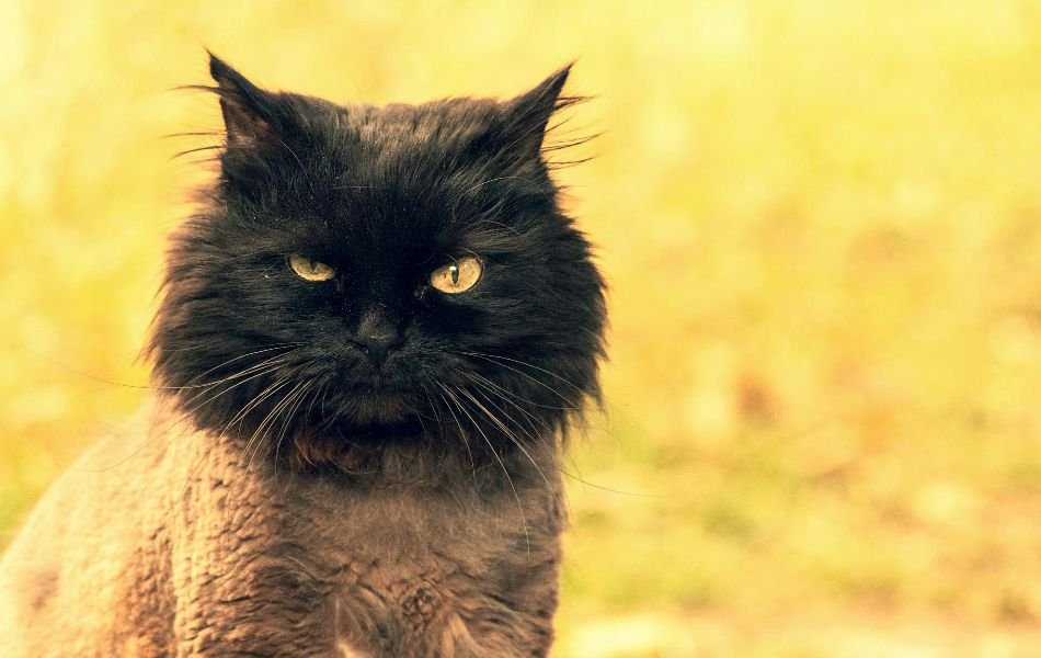 Cat Spirit Animal Traits and Guidance