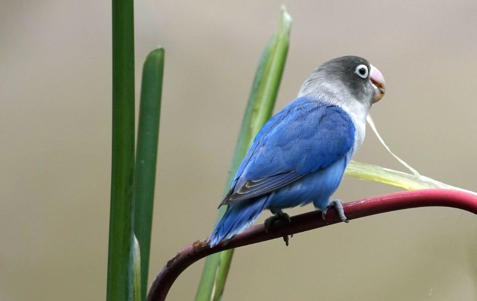 Color Symbolism and Meaning of Lovebirds