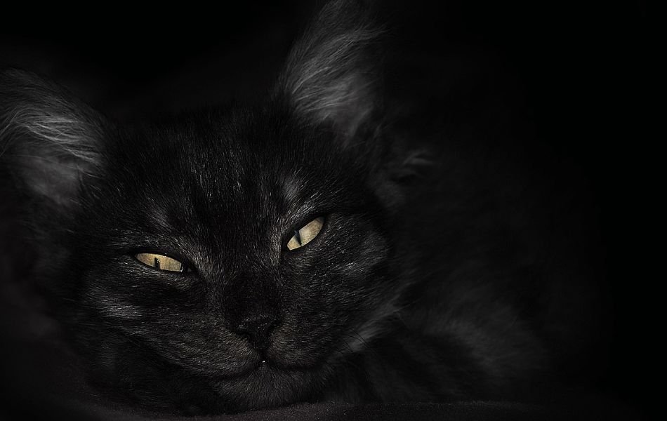 Spiritual Meaning of Cats in Dreams Intuition and Transformation