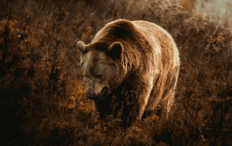 The Bear as Your Totem Animal