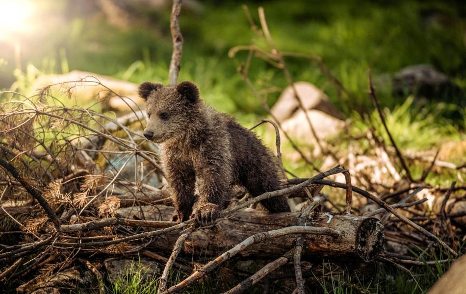 The Core Symbolism of the Bear Spirit