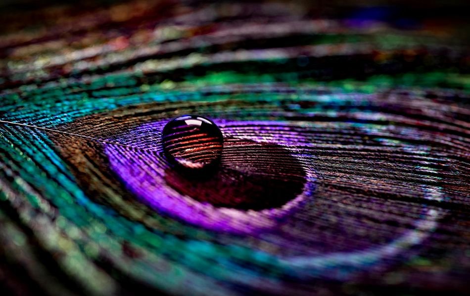 The Peacock’s Spiritual Significance Across Cultures