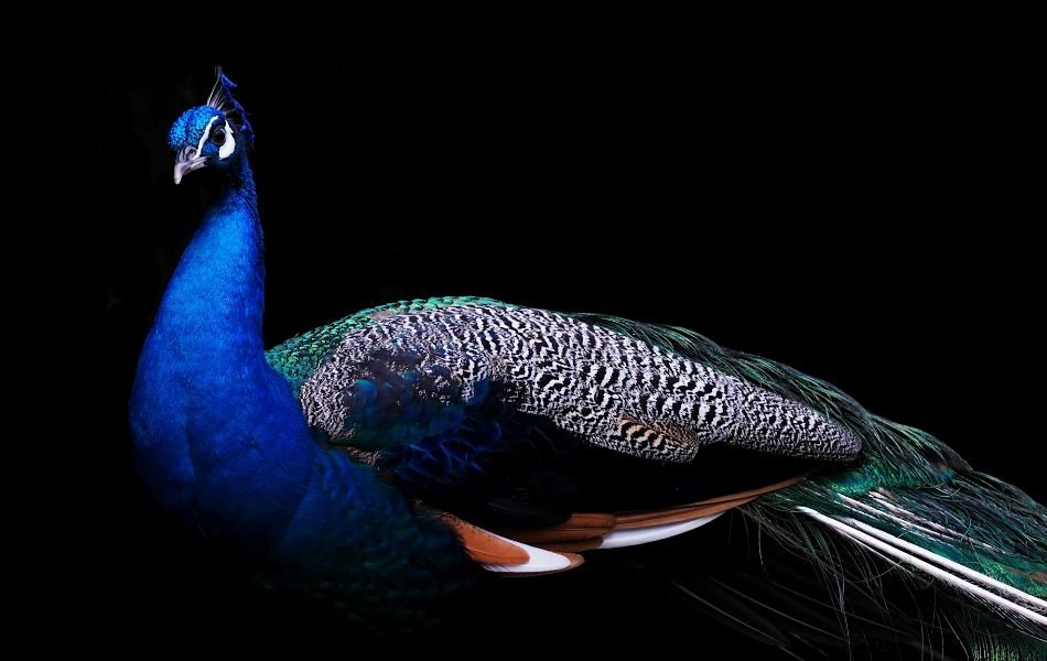 What Does It Mean When You See a Peacock
