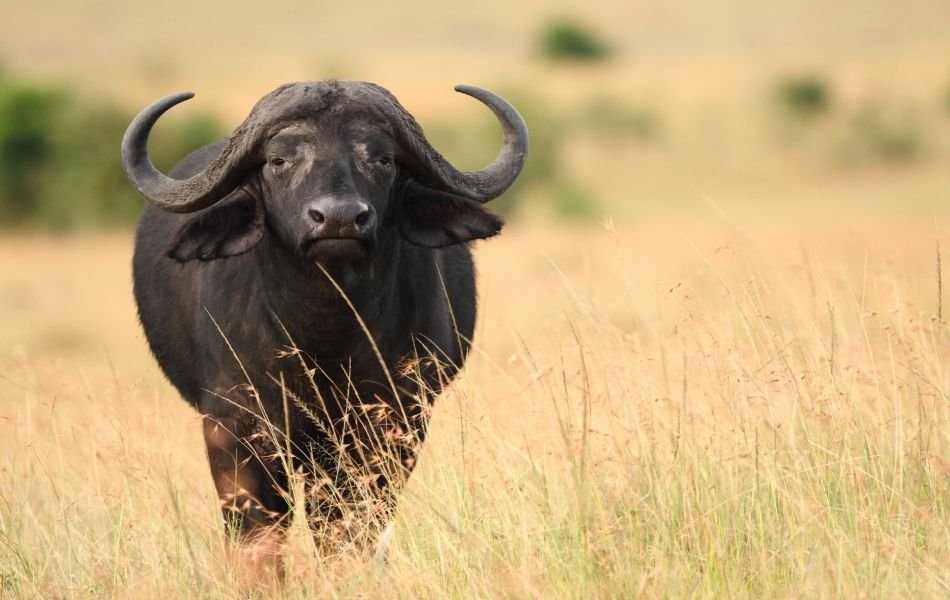Buffalo as a Symbol of Sacred Prayer and Transition