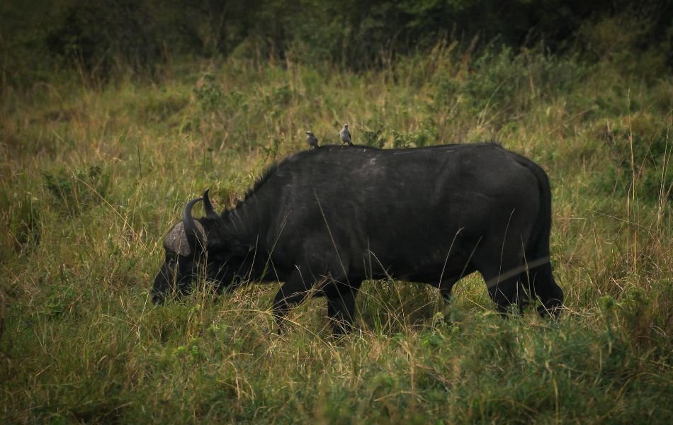 The Buffalo in Dreams